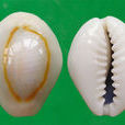 金環寶螺(環紋貨貝)