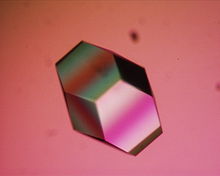 顯微鏡下的蛋白質晶體