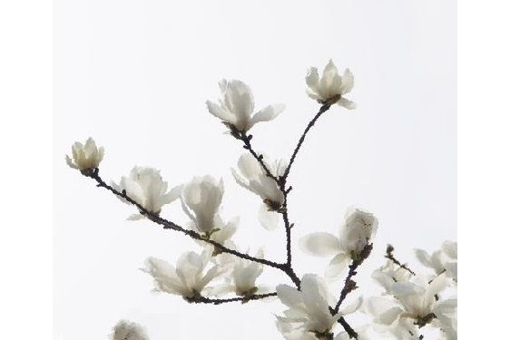 時珍玉蘭 時珍玉蘭