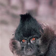 黑毛白眉猴
