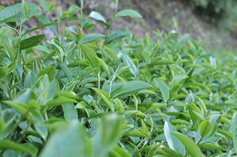 茶樹金萱 茶樹金萱