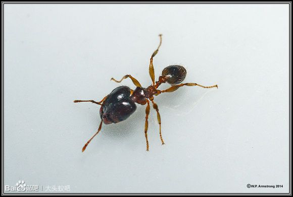 廣大頭蟻