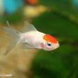紅帽金魚 紅帽金魚