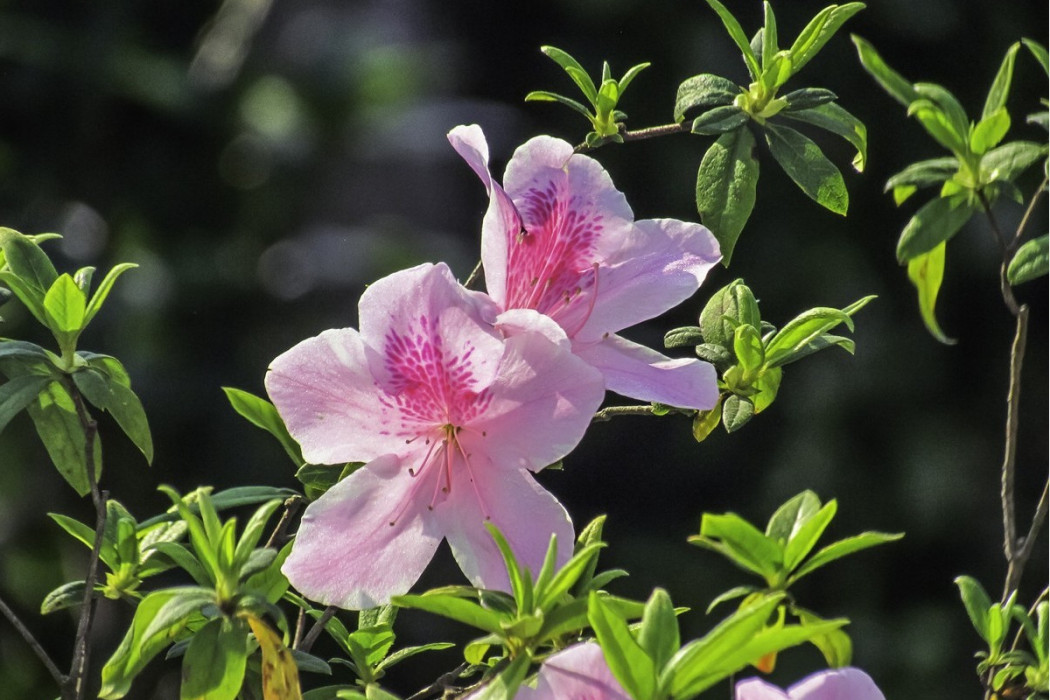 錦華1號 錦華1號
