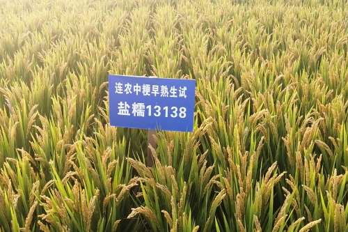 鹽糯19 鹽糯19
