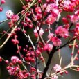 南京梅花 南京梅花