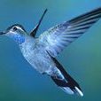 藍喉寶石蜂鳥
