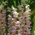 指甲蘭(植物)