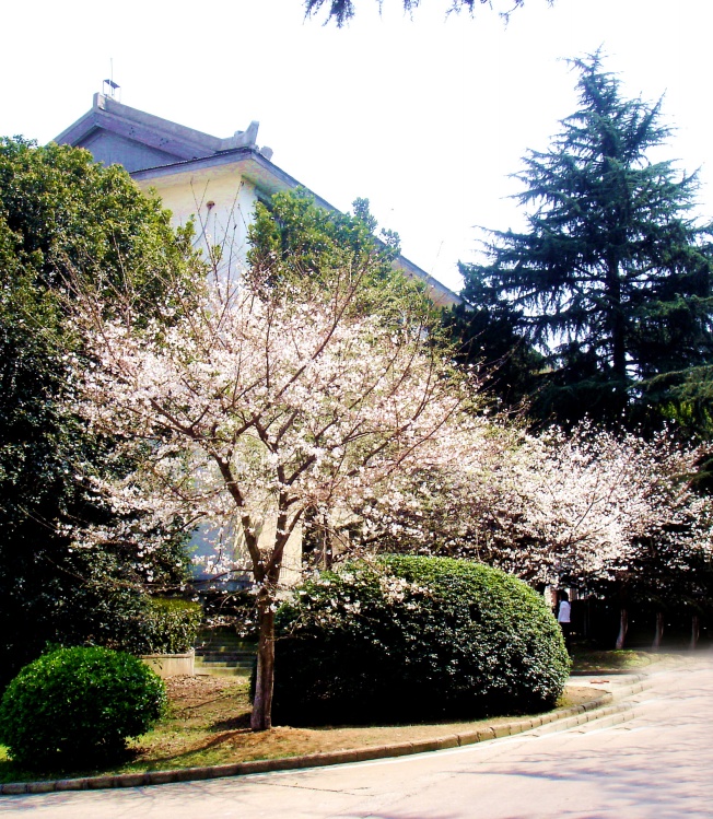 武大校園櫻花