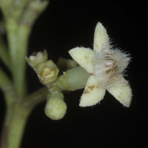 Stilpnophyllum grandifolium