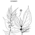 酉陽樓梯草 酉陽樓梯草