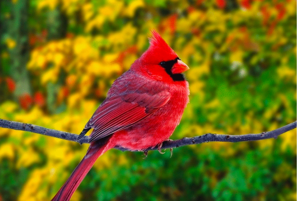 紅垂蜜鳥