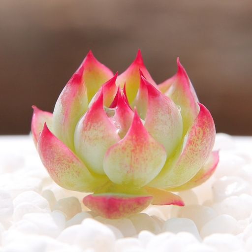 水蜜桃(景天科擬石蓮屬植物) 水蜜桃(景天科擬石蓮屬植物)
