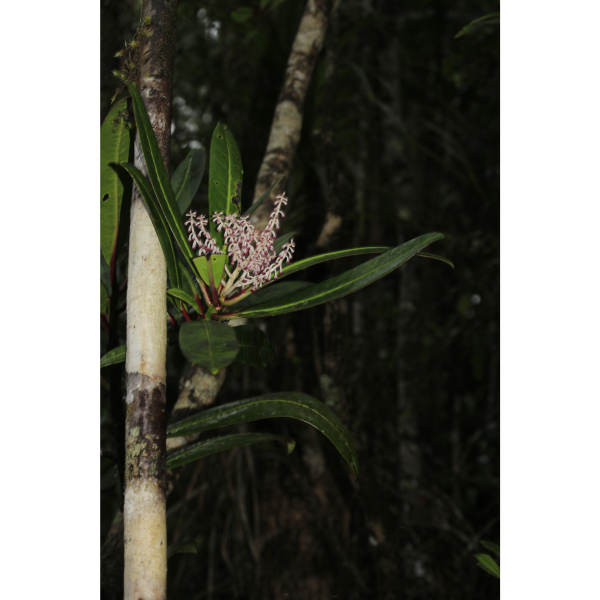 Tapeinosperma deflexum