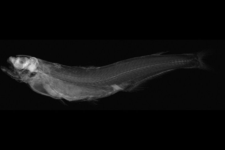 柔珠目魚 柔珠目魚
