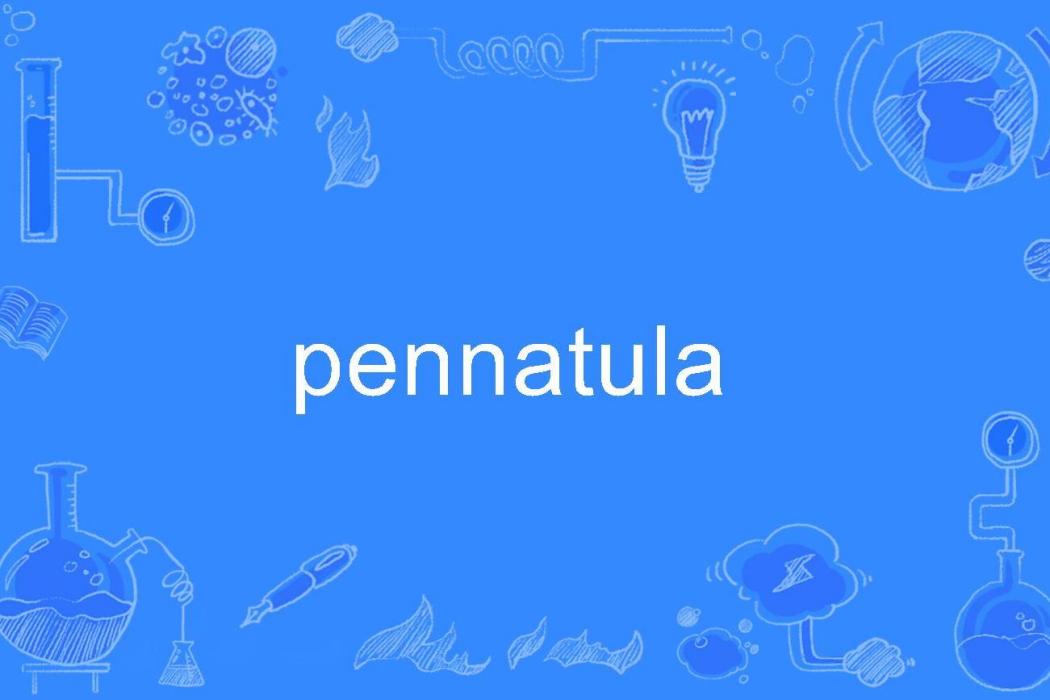 pennatula