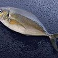 鰤魚 鰤魚