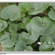 鹿蹄囊吾(滇紫菀) 鹿蹄囊吾(滇紫菀)