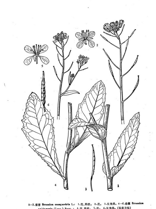 芸薹族 芸薹族