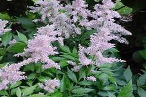 Astilbe × rosea \x27Peach Blossom\x27