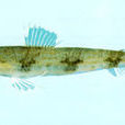 大目狗母魚 大目狗母魚