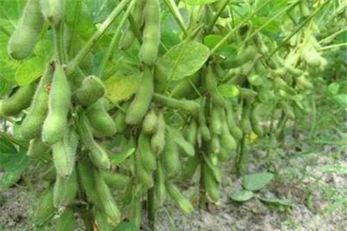 中黃45(大豆科大豆屬植物) 中黃45(大豆科大豆屬植物)