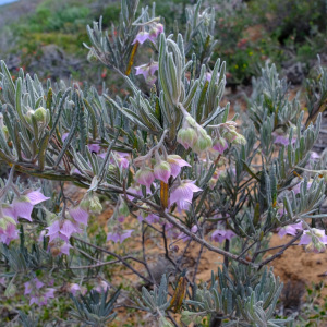 Guichenotia intermedia