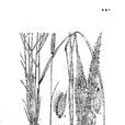 高畫眉草 高畫眉草