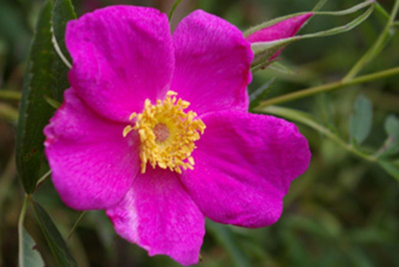 折葉薔薇 折葉薔薇
