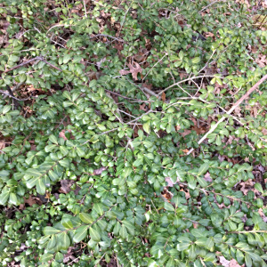 Ilex crenata