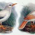 羅迪椋鳥 羅迪椋鳥