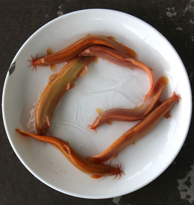 紅泥鰍 紅泥鰍