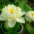 蓮花(中藥) 蓮花(中藥)