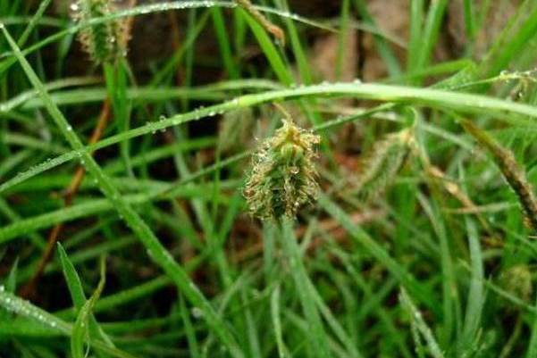 五台山薹草(五台山苔草) 五台山薹草(五台山苔草)