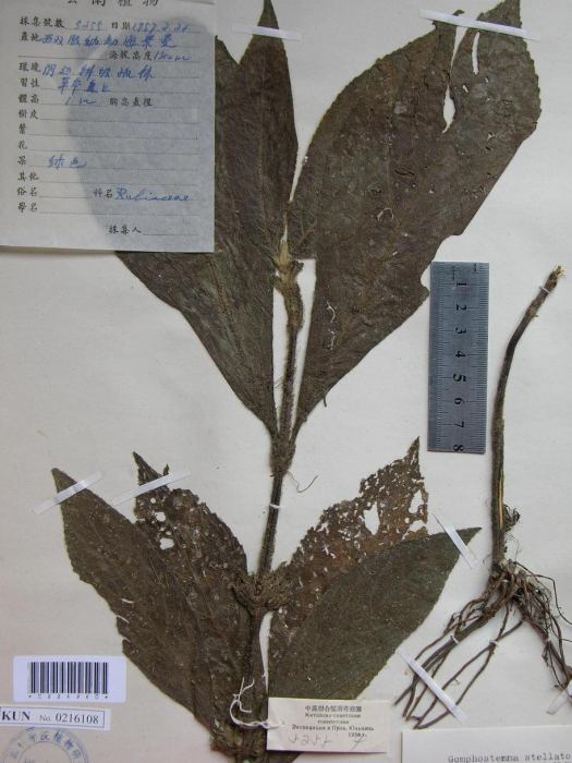 硬毛錐花 硬毛錐花