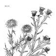 光苞刺頭菊 光苞刺頭菊