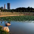 深圳中心公園 深圳中心公園
