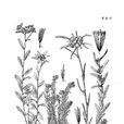 小花火絨草 小花火絨草