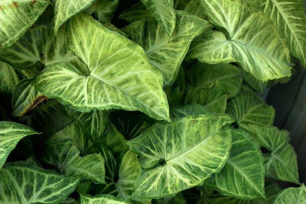 合果芋屬 合果芋屬