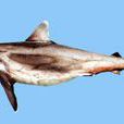 斑鰭鯊科