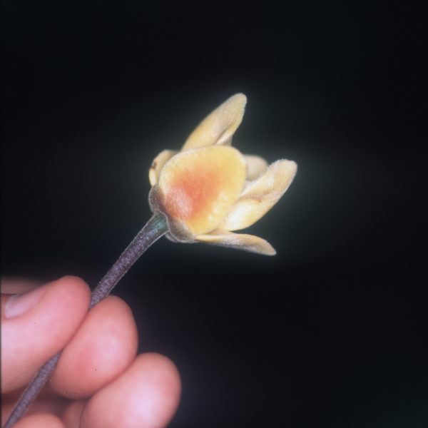 Cremastosperma bullatum