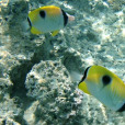 單斑蝴蝶魚(一點清) 單斑蝴蝶魚(一點清)