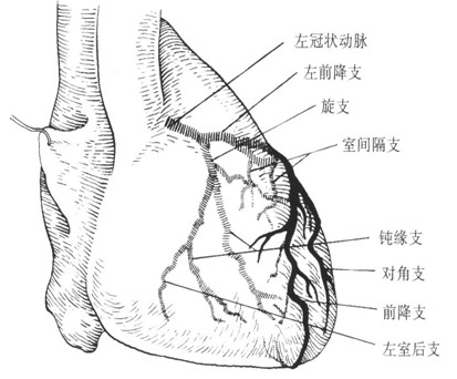 冠狀動脈解剖結構