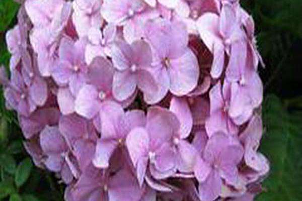 Hydrangea macrophylla \x27Sonmarie\x27 PINK SHIRA Hydrangea macrophylla \x27Sonmarie\x27 PINK SHIRA