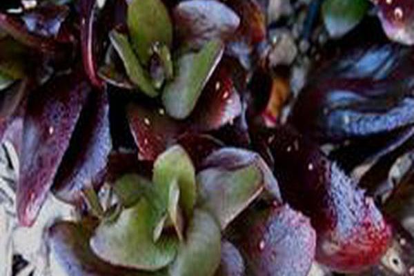 Sedum \x27Chocolate Drop\x27