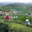 花屋河村 花屋河村