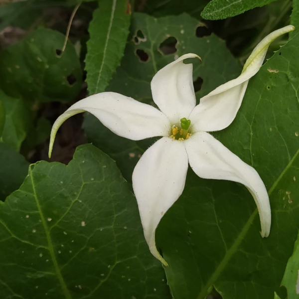 Jaborosa integrifolia