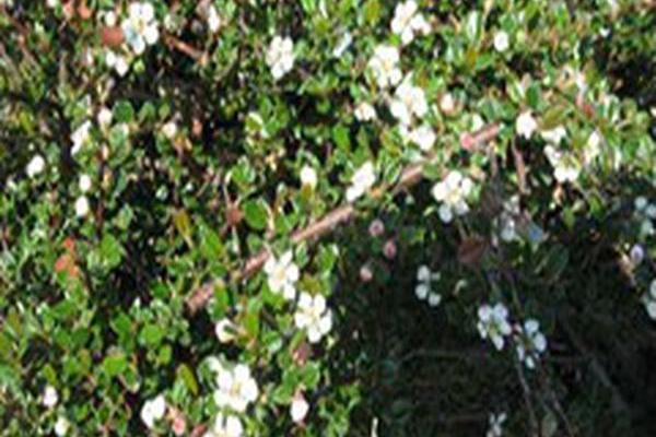 Cotoneaster cochleatus Cotoneaster cochleatus