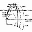 膈(人體部位名) 膈(人體部位名)