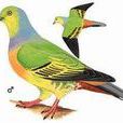 赤胸綠鳩 赤胸綠鳩